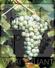 Foto di un grappolo d'uva di Sauvignon R3